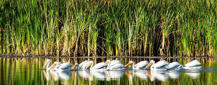 White Pelicans at Ollie's Pond Park